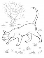 disegni/gatti/gatti_cats_ 28.jpg